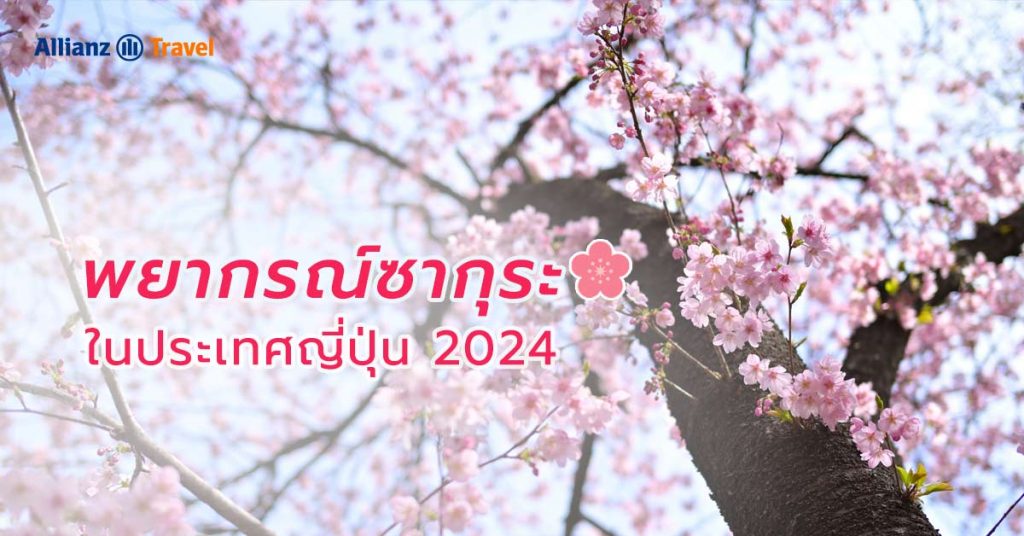 พยากรณ์ ซากุระ ญี่ปุ่น 2024