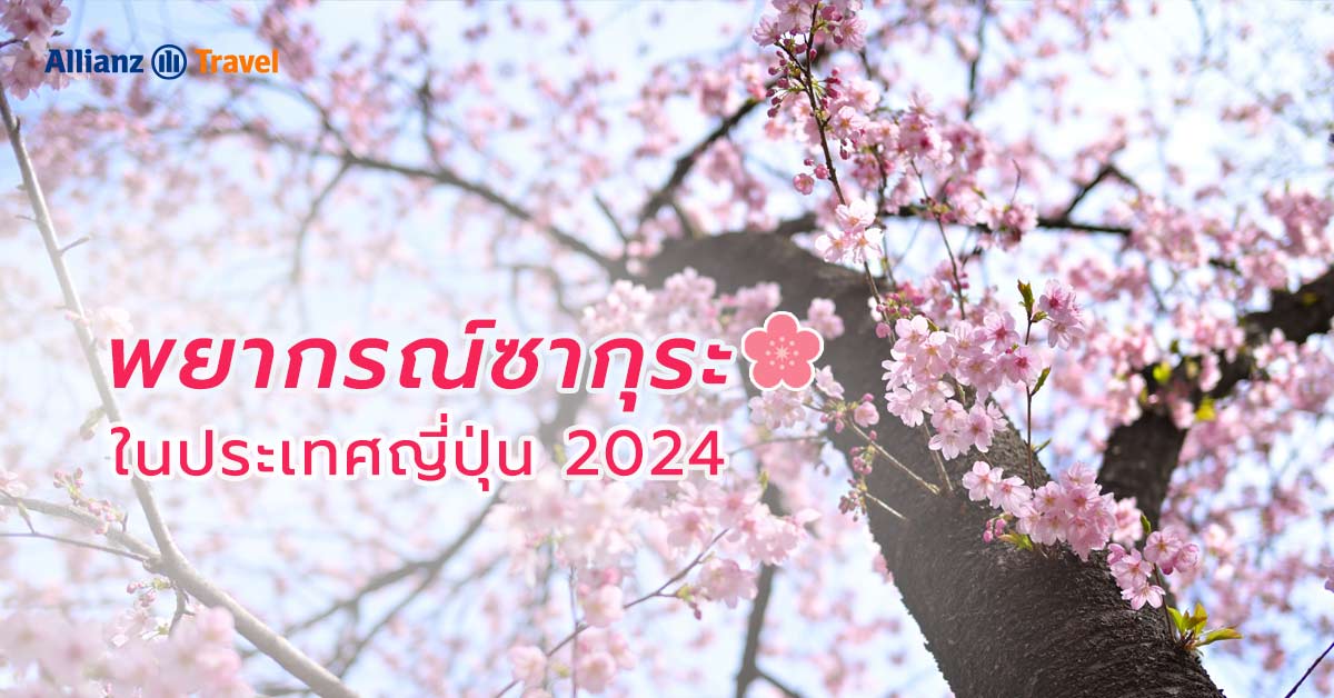 พยากรณ์ ซากุระ ญี่ปุ่น 2024