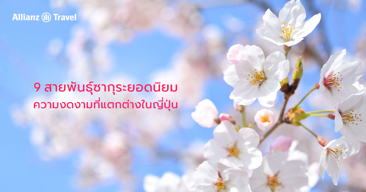9 สายพันธุ์ซากุระยอดนิยม ความงดงามที่แตกต่างในญี่ปุ่น
